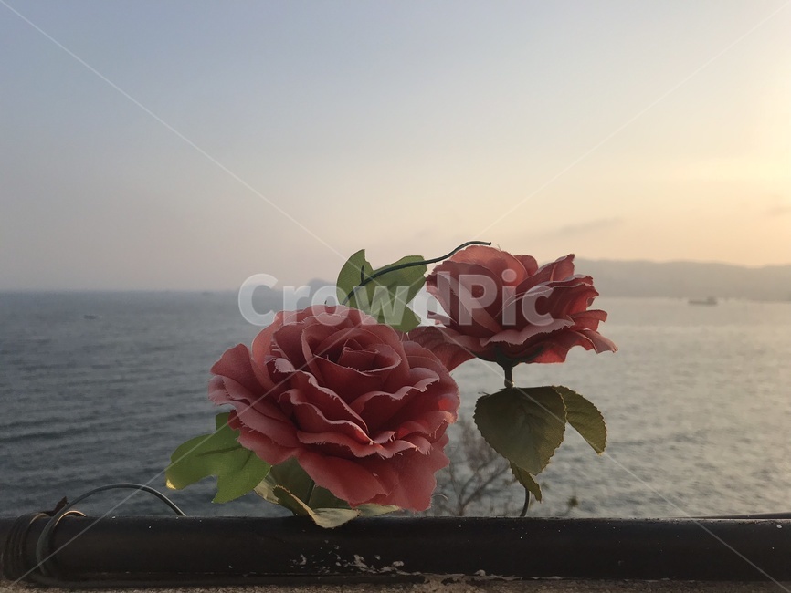 부산바다,장미,바다,꽃,자연