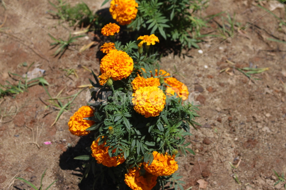 plant,식물,꽃,들꽃,노란색,flower