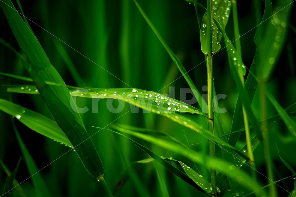 이슬,풀,잎사귀,비,자연,식물,식물,자연,plants,nature