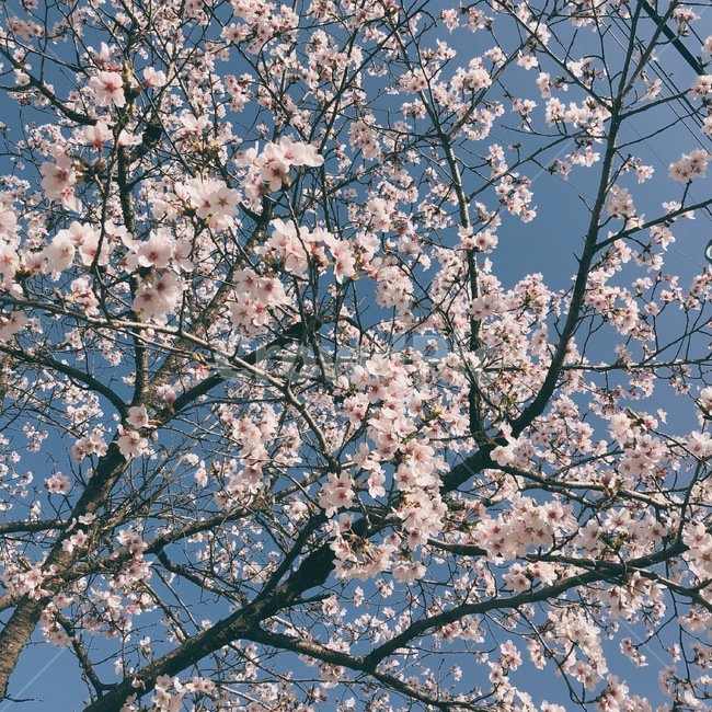벚꽃,나무,벚나무,봄,배경화면,감성,꽃