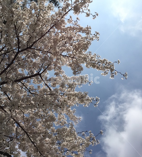 blossom,flower,꽃,벚꽃,봄,하늘,파란하늘