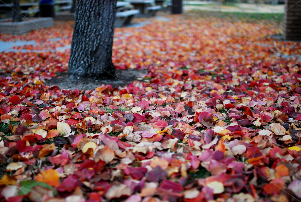 낙엽,가을,fall,공원,나뭇잎