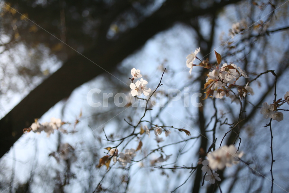 벚꽃,꽃,flower,cherryblossom,blossom,식물,나무
