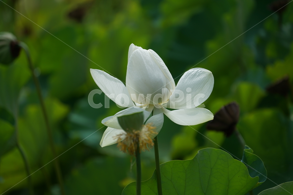 연꽃,연,lotus,수련,plant,식물,백련,식물,자연,plants,nature,꽃,flower