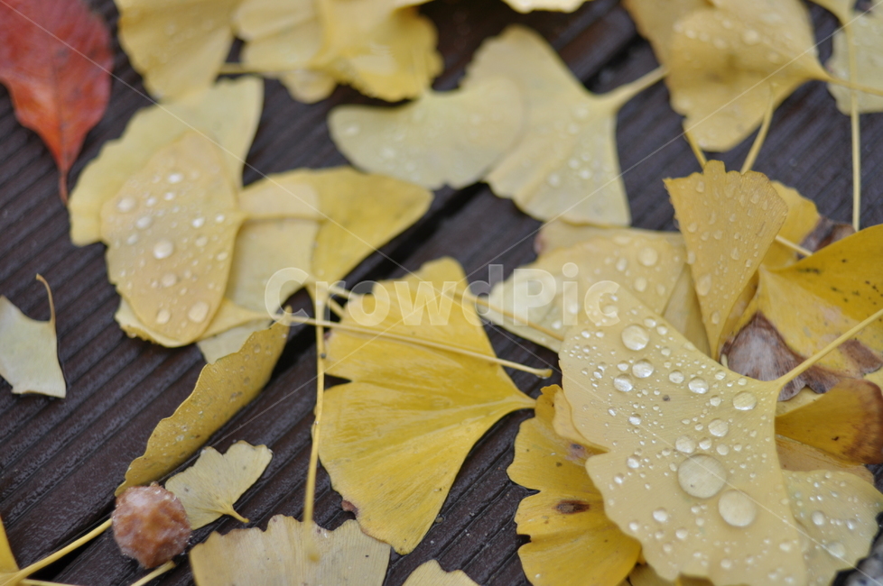 가을,감성,단풍,길,낙옆,가을,계절,fall,autumn,season,leaf,잎,plant,식물