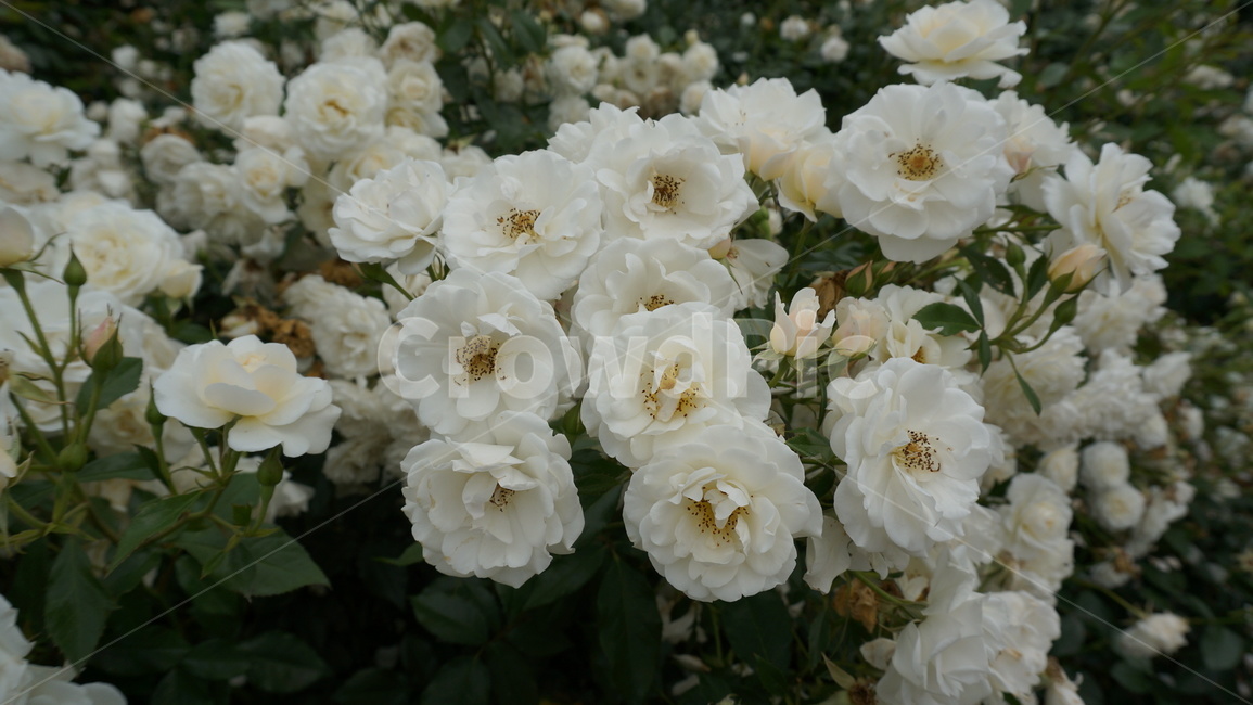 꽃,자연,식물,꽃축제,예쁜꽃,식물,자연,plants,nature,꽃,flower