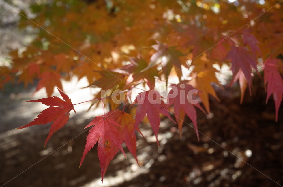가을,가을감성,단풍,단풍잎,가을단풍,가을,계절,fall,autumn,season,식물,자연,plants,nature,plant,leaf,잎,tree,나무