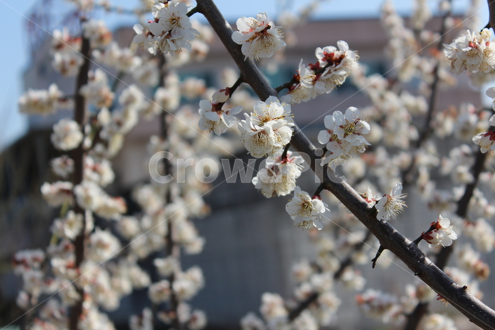 꽃,봄,spring,계절,꽃나무,flower,plant,식물,색감,분위기,매화