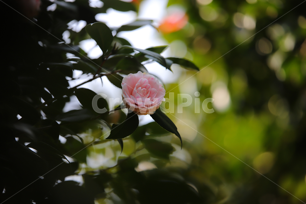 꽃,동백,보케,플라워,식물,식물,자연,plants,nature,꽃,flower