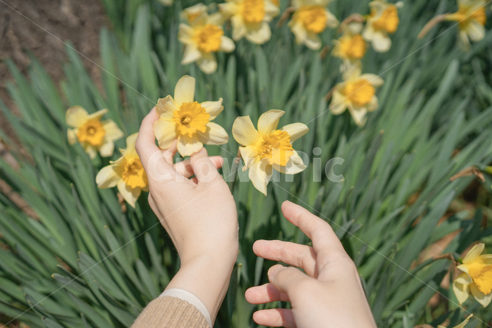 수선화,narcissus,노란,노랑색,옐로우,봄꽃,spring,노란물결,봄,계절,spring,season,plant,식물