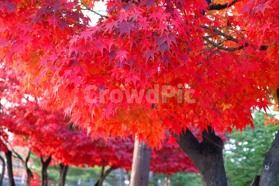 단풍,단풍나무,나무,식물,가을,자연,가을,계절,fall,autumn,season,식물,자연,plants,nature,나무,trees,wood,leaf,잎,plant,tree,maple