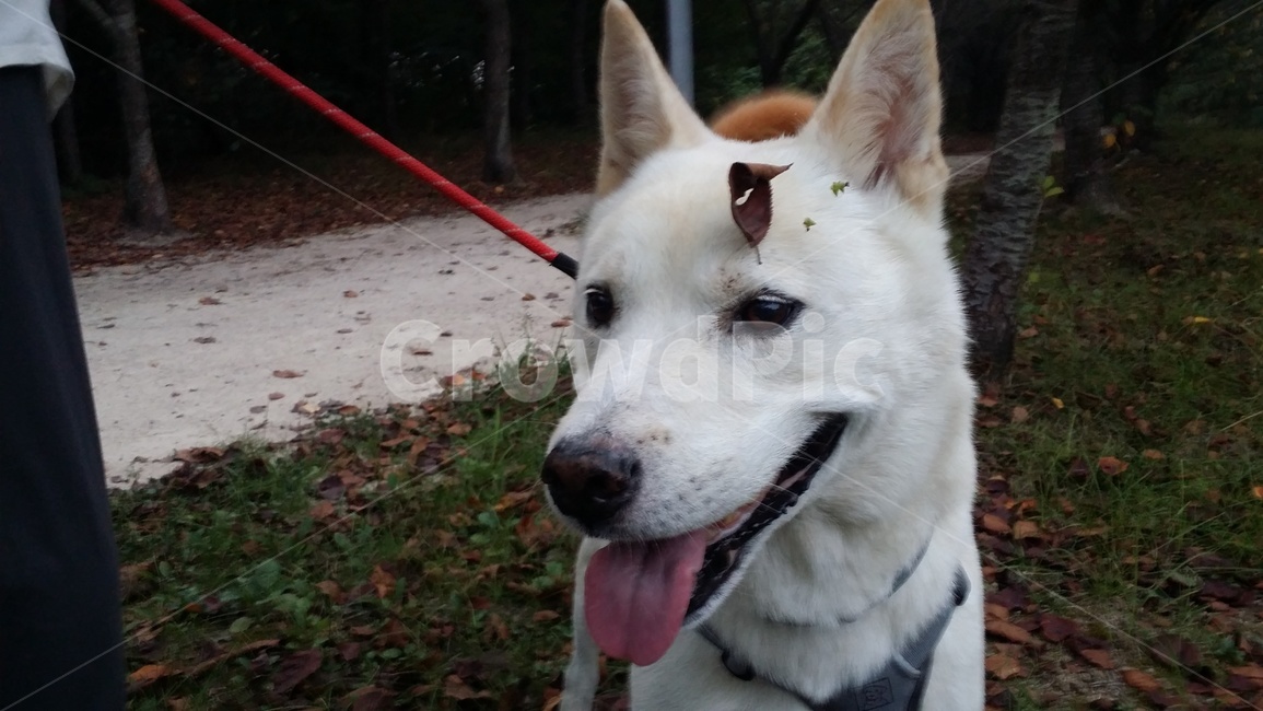 진돗개,개,동물,애완동물,개산책,개웃음,animal,pet,dog,행복한,즐거움,웃는개