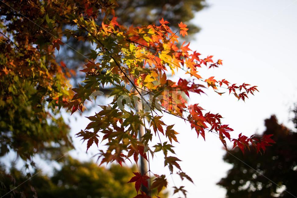 leaf,잎,plant,식물,tree,나무,단풍,단풍나무,가을,은행,낙옆,은행나무,maple,autumn,가을,계절,fall,autumn,season