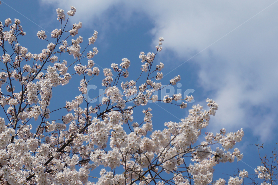 봄,벚꽃,하늘,나무,꽃,자연,봄,계절,spring,season,자연,풍경,nature,landscape,plant,식물,flower,blossom