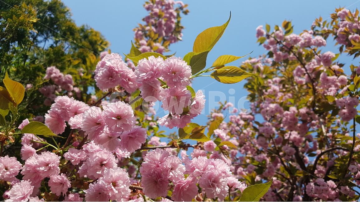 겹벚꽃,벚꽃,봄,꽃,핑크,cherryblossom,분홍,분홍색,자연,flower,flowers,spring,nature,plants,계절,pink,season,식물,왕벚꽃,꽃잎,봄,계절,spring,season,식물,자연,plants,nature,꽃,flower,plant