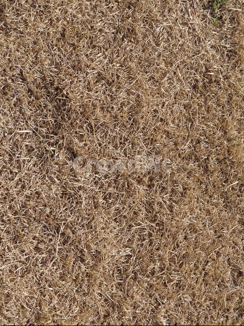 패턴,잔디,낙옆,가을,사계절,겨울잔디,갈색,식물,pattern,grass,deer,autumn,fourseasons,wintergrass,brown,plants,텍스처,질감,패턴,texture,pattern