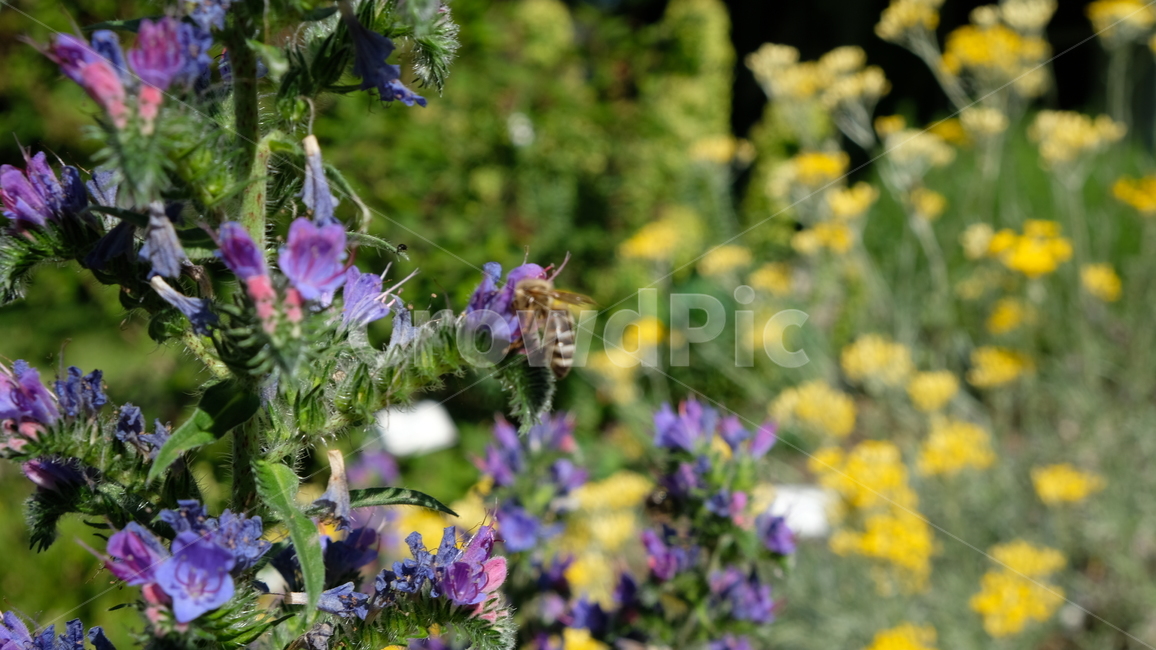 벌,곤충,동물,양서류,무척추동물,꿀벌,식물,정원,식물,자연,plants,nature,꽃,flower