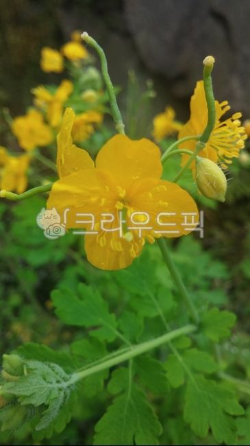 노란꽃,식물,flower,꽃,여름꽃