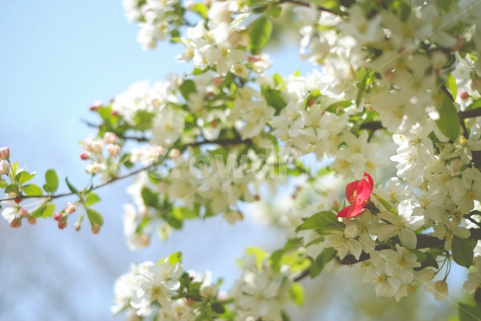 자연풍경,꽃,감성사진,봄,식물,식물,자연,plants,nature,꽃,flower,나무,trees,wood