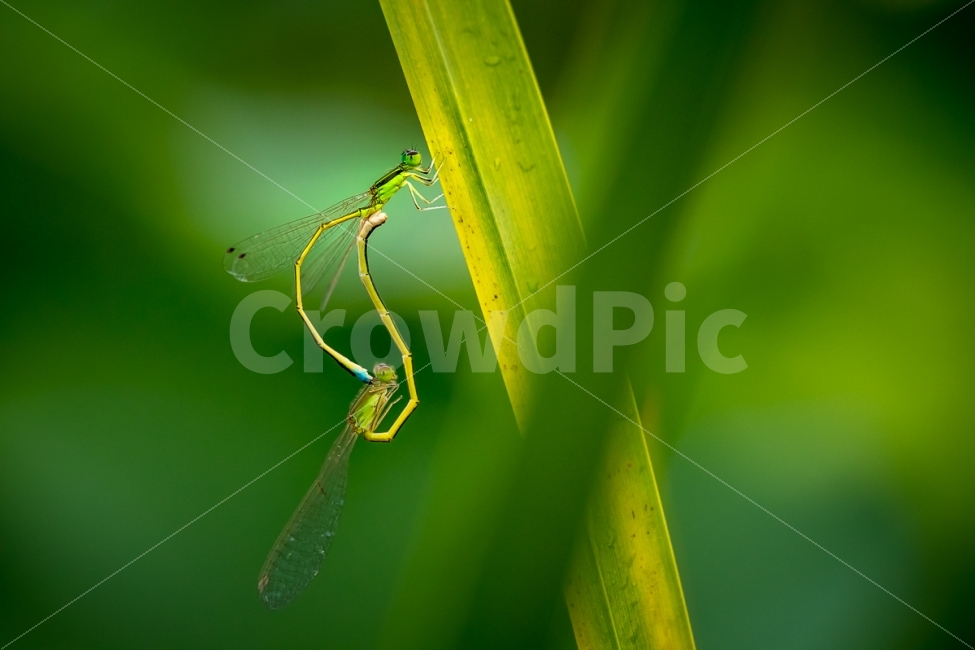 자연,풍경,곤충,잠자리,실잠자리,접사,nature,landscape,insect,dragonfly,damselfly,동물,animal,곤충,벌레,insect,bug,연인,커플,사랑,lover,couple