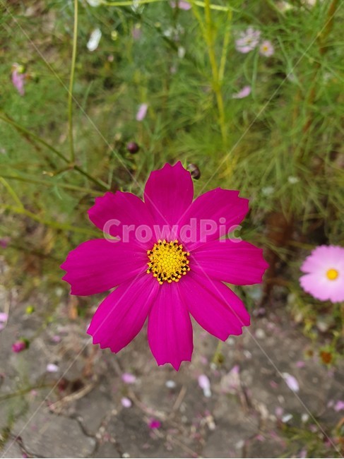 plant,식물,blossom,flower,꽃잎,꽃,코스모스,가을,식물,자연,plants,nature,꽃,flower