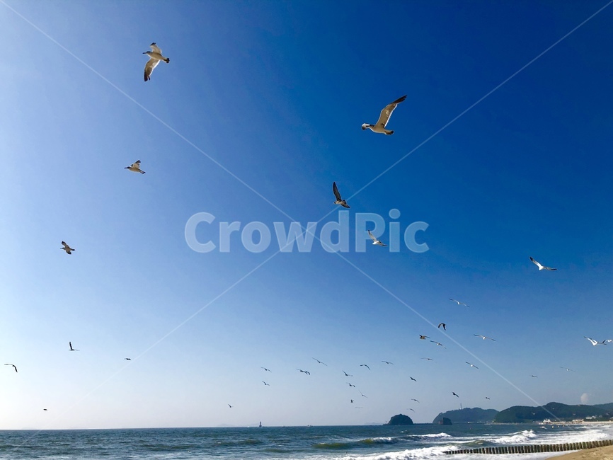 water,물,해수욕장,바다,모래,파도,바닷물,갈매기,하늘,gliding,활공,animal,동물,bird,새