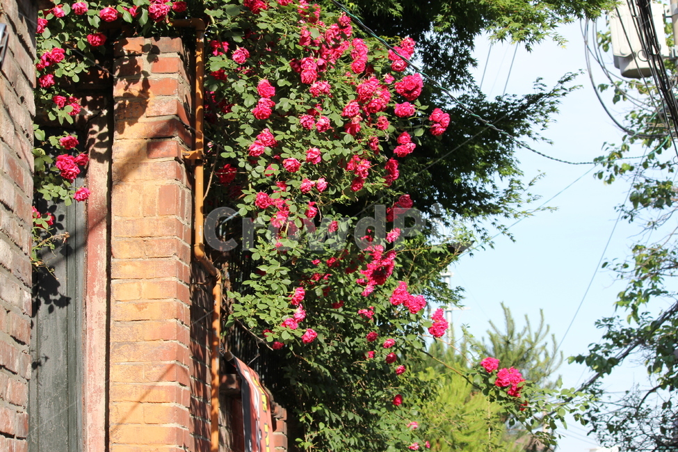 outdoors,garden,정원,장미,flowers,식물,자연,plants,nature,꽃,flower
