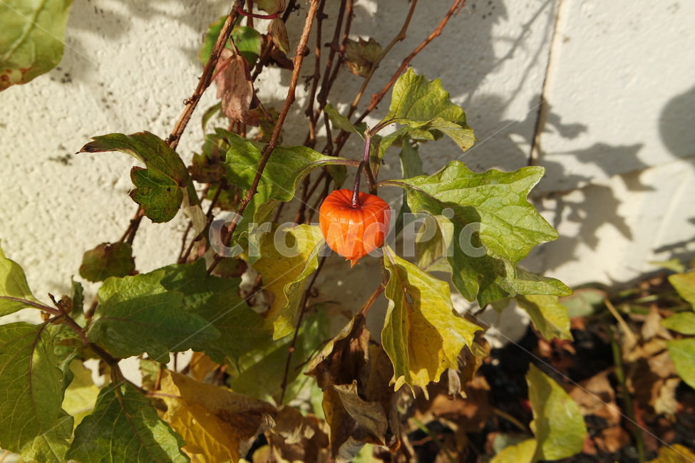 열매,잎사귀,주황색,berries,leaves,orange,plant,식물,leaf,잎