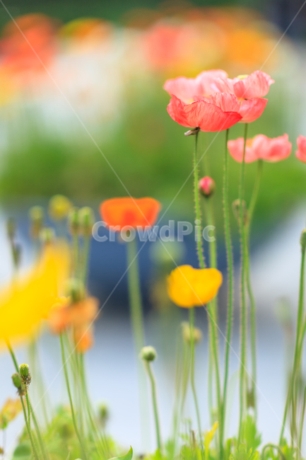 양귀비,식물,색,꽃,자연,식물,자연,plants,nature,꽃,flower