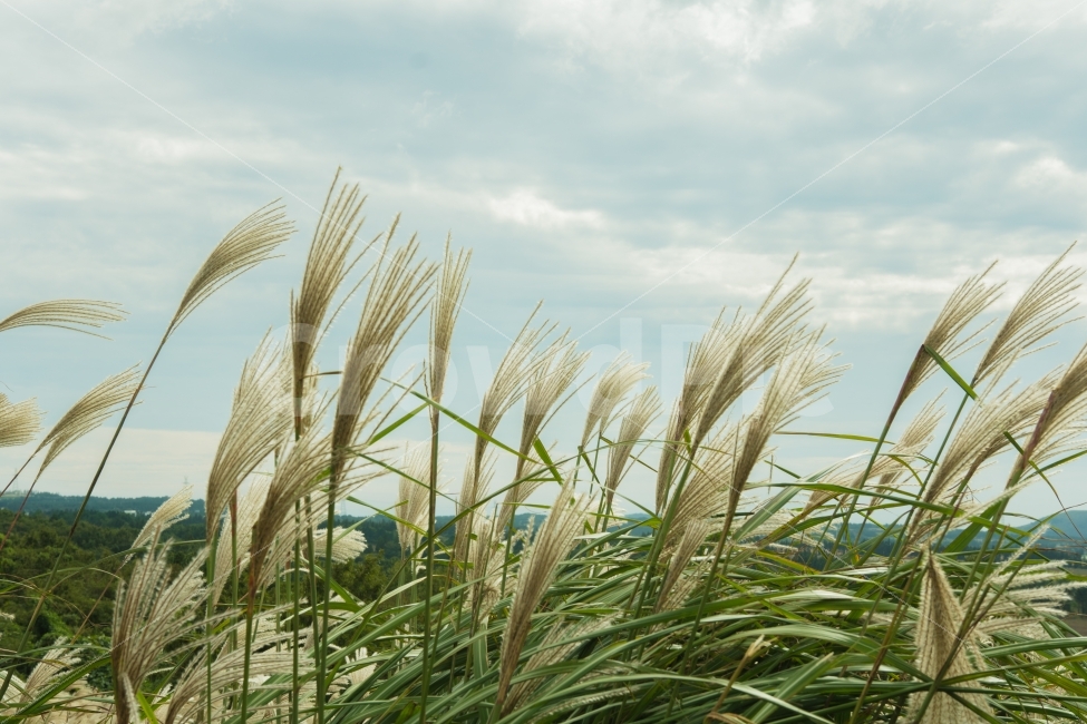억새,억새밭,풀,가을,제주,제주도,가을,계절,fall,autumn,season,식물,자연,plants,nature,plant,grass,잔디,lawn,reed,갈대