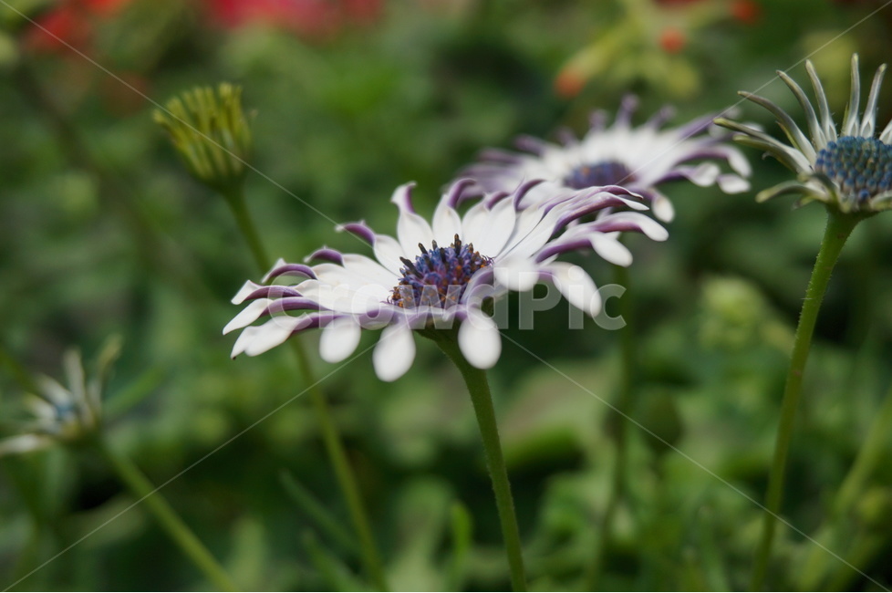자연,꽃,특이한꽃,flower,꽃잎,식물,자연,plants,nature,꽃,flower