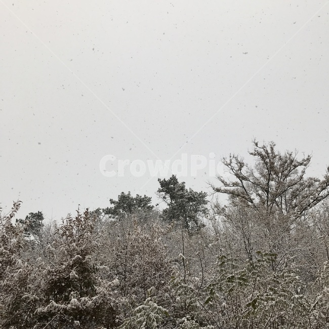 겨울,눈,겨울숲,나무,숲
