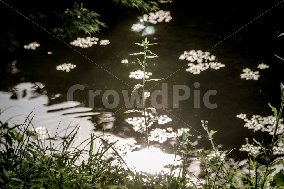 풍경,자연,식물,호수,감성,스냅,휴식,힐링,rest,relaxation,healing,식물,자연,plants,nature