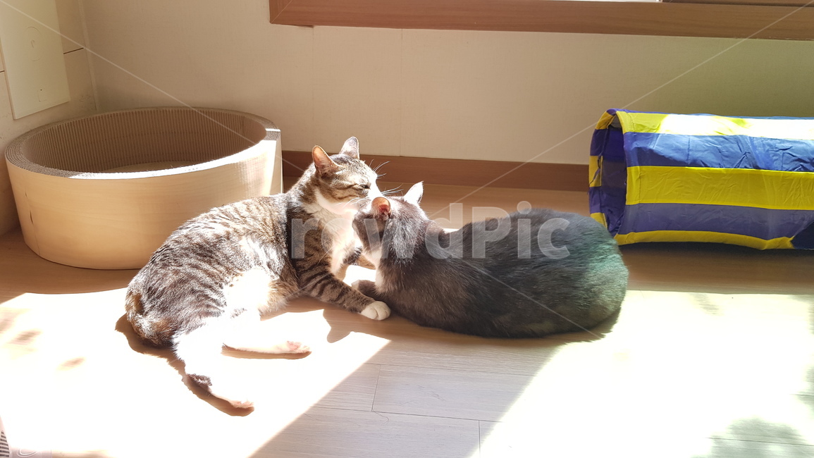 고양이,cat,햇빛,그루밍,코숏