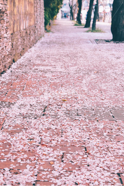 벚꽃,꽃,봄,핑크,꽃길,flower,sakura,spring,pink,분홍,예쁜,따뜻한,warm,cozy,보도블럭,길,산책,데이트,봄,계절,spring,season,감성,sensible,feeling