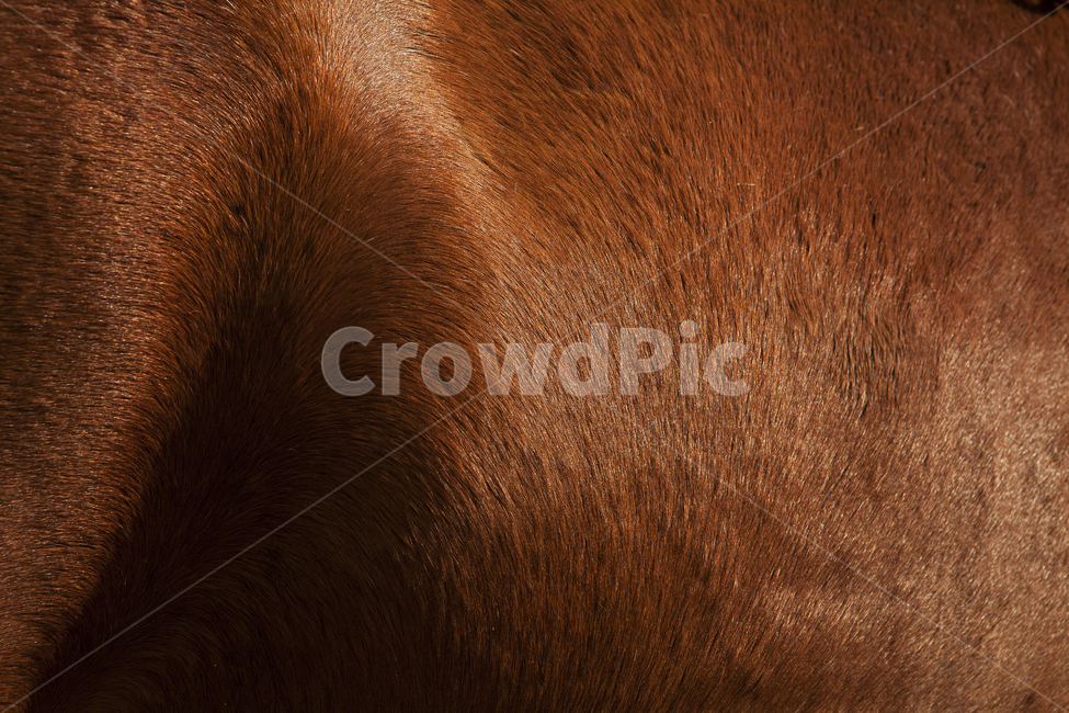 말,동물,털,갈색,피부,horse,animal,horsehair,동물,animal,포유류,mammal