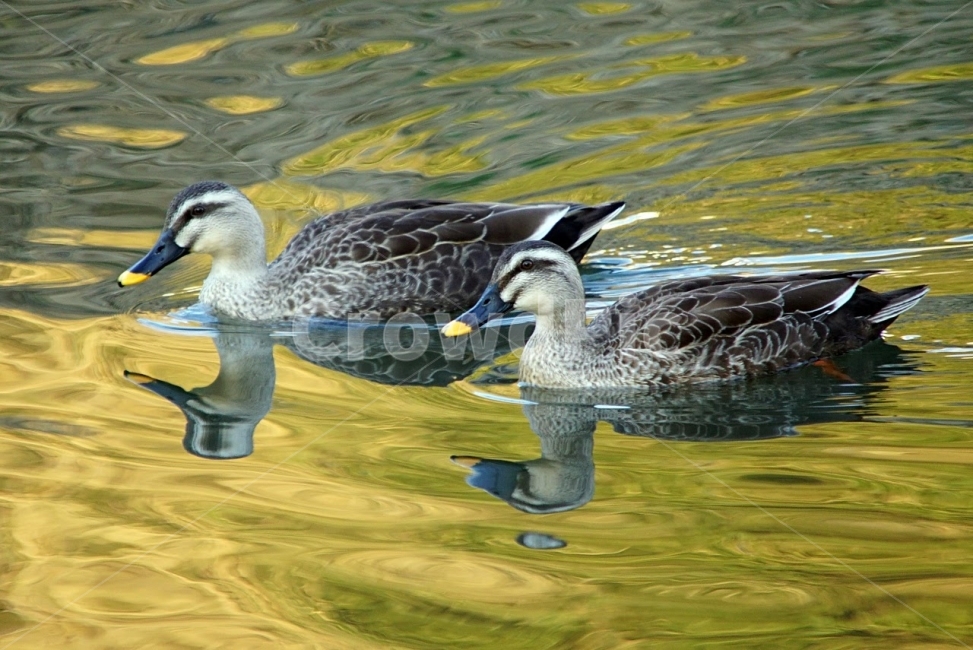 오리,조류,새,흰뺨검둥오리,탐조,온천천,부산,동물,animal,조류,새,birds