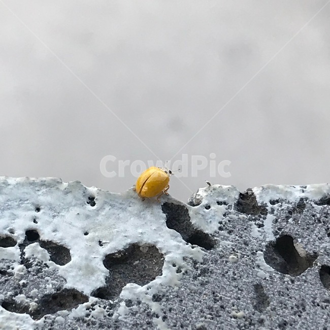 무당벌레,나는무당벌레,노란무당벌레,곤충,ladybug,flyingladybug
