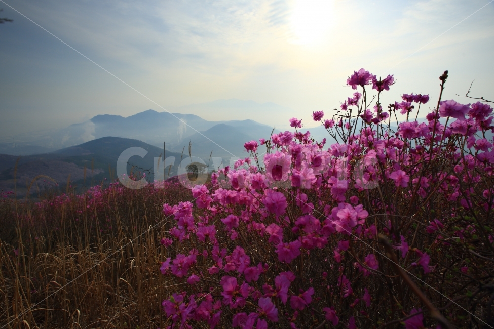 여수,영취산,진달래,봄꽃,영취산일출,자연,풍경,나무,공장,자연,풍경,nature,landscape,한국자연풍경,한국자연경관,korea nature landscape,식물,plants,꽃,flower,plant,geranium,제라늄,blossom,sunlight,햇빛