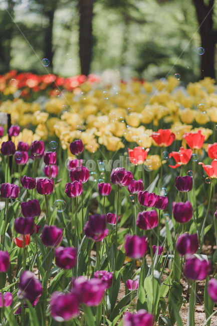 자연,꽃,tulip,튤립,튤립꽃,식물,자연,plants,nature,꽃,flower