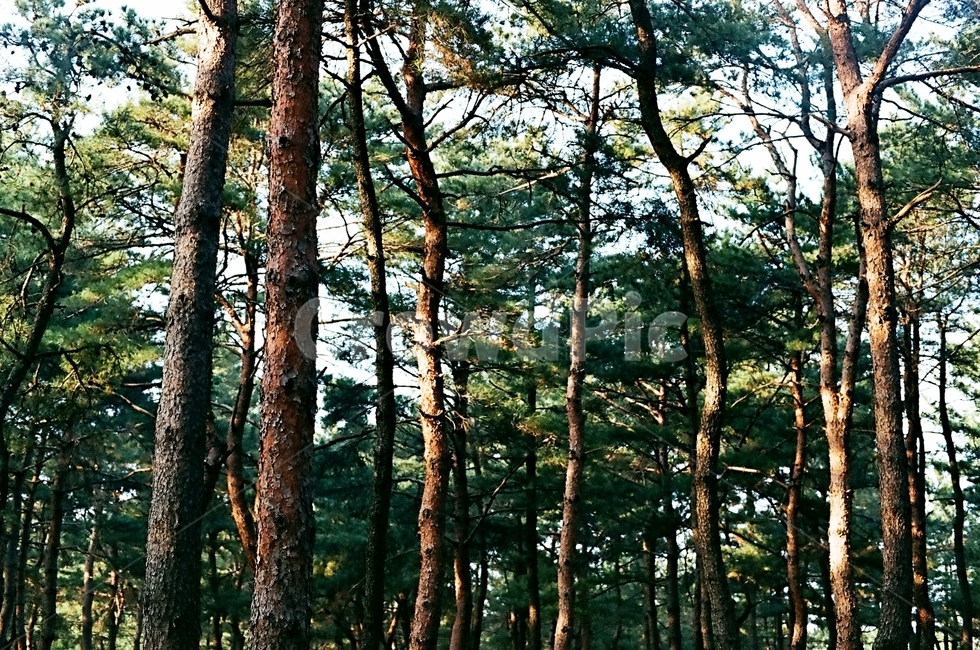 소나무,나무,햇빛,trees,forest,sunlight,sunbeam,식물,초록,korea,자연,풍경,nature,landscape