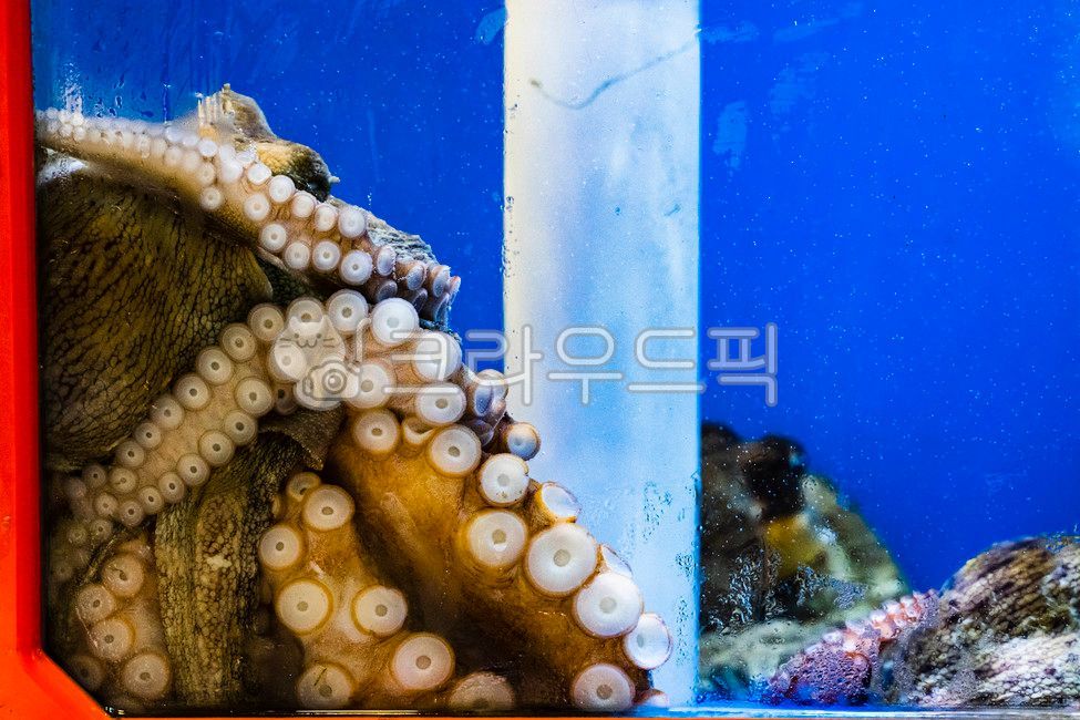 문어, 어항, 빨판, jellyfish, oktopus, 사진,이미지,일러스트,캘리그라피 - filips작가
