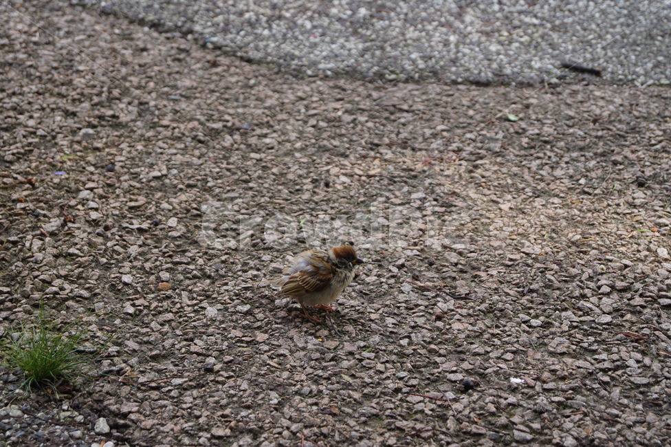 참새,새,도로,동물,bird,animal,작은새,길,road,아스팔트