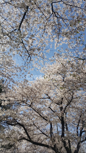 꽃나무,봄하늘,벚꽃,봄,봄날