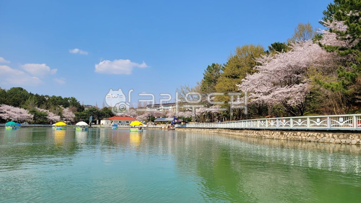 spring,Cherry Blossom,outdoors,nature,Spring background,spring weather,lake,flower