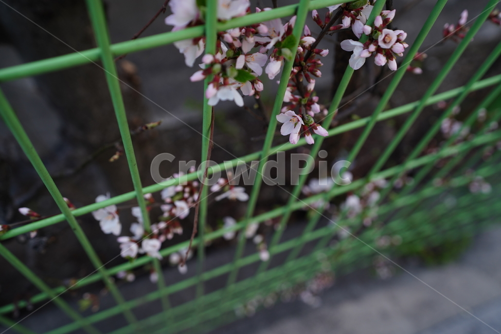 벚꽃,봄꽃,봄,계절,느낌,감성,색감,화이트,꽃,플라워,생물,식물,flower,생명,식물,자연,plants,nature,꽃,flower