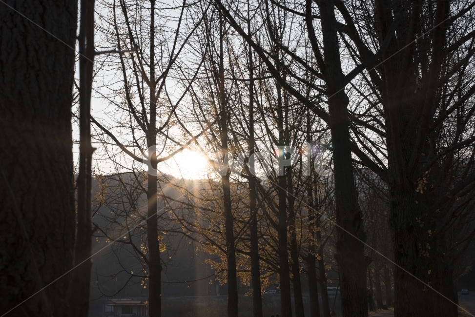 저수지,나무,일출,가을,태양,해,하늘,구름,자연,풍경,일상,sunrise,은행나무,자연,풍경,nature,landscape,식물,plants,나무,trees,wood,휴식,힐링,rest,relaxation,healing,flare,플레어,light,빛