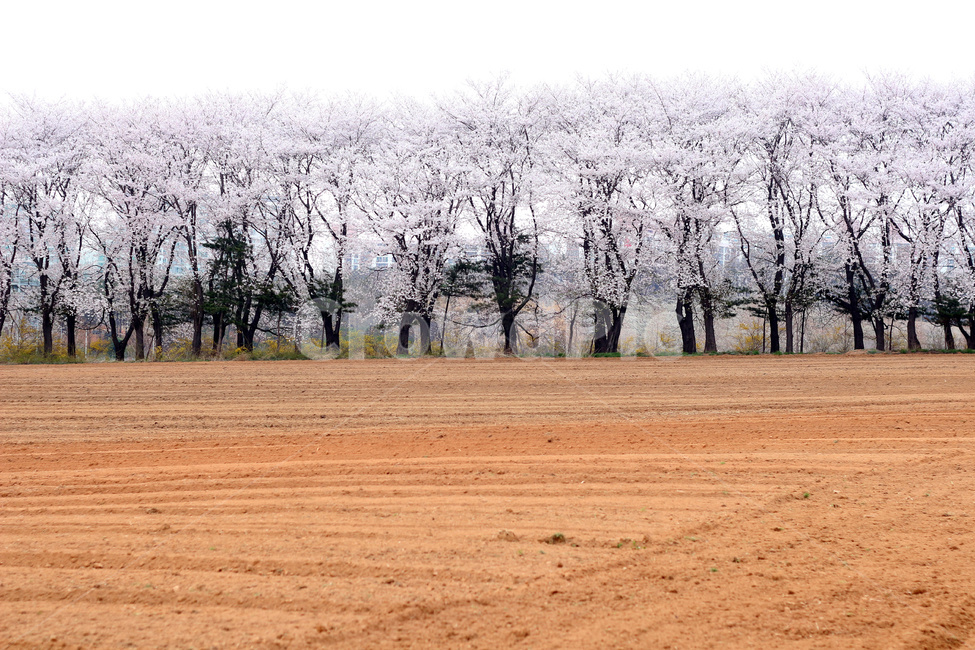 벚꽃,벚꽃나무,벚나무,벚나무숲,벚꽃나무숲,봄,계절,spring,season