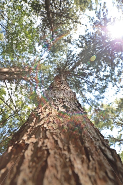 나무,햇빛,플레어,하늘,tree,nature,sunlight,sky,flare,식물,자연,plants,nature,나무,trees,wood,휴식,힐링,rest,relaxation,healing