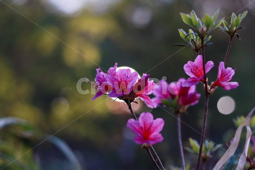 봄,꽃,철쭉,일몰,감성사진,봄,계절,spring,season,식물,자연,plants,nature,꽃,flower,geranium,제라늄,blossom,plant